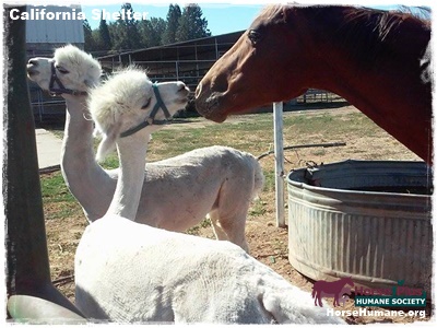 horse rescue