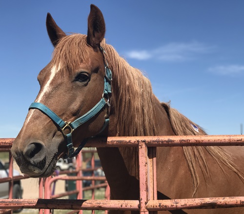 horse shelter