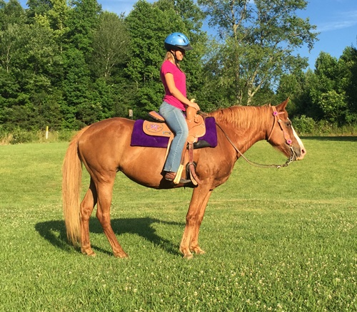 horse shelter