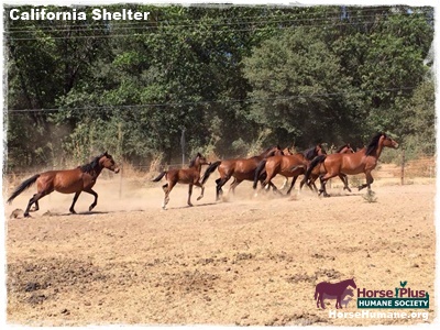 horse shelter