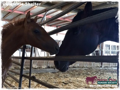 horse shelter