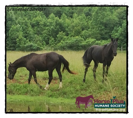 horse shelter