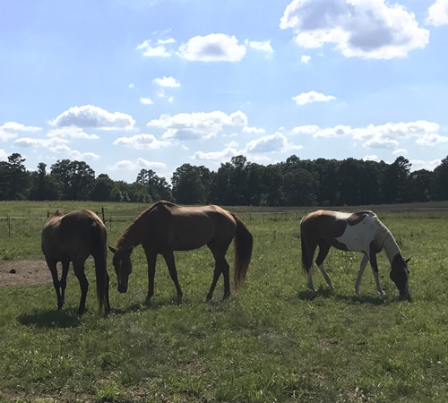 horse shelter