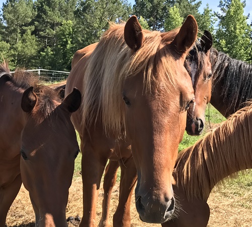 horse rescue