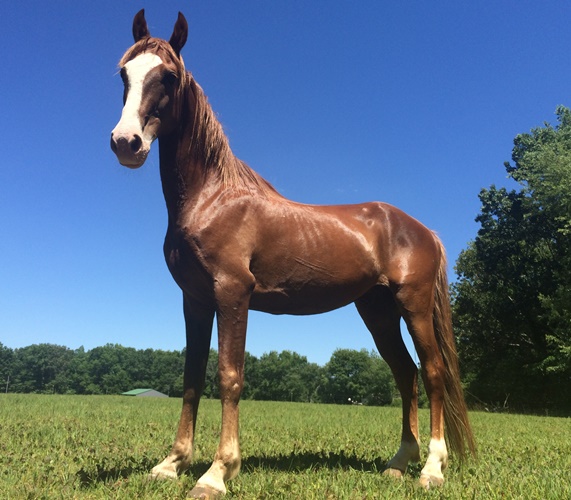 horse rescue