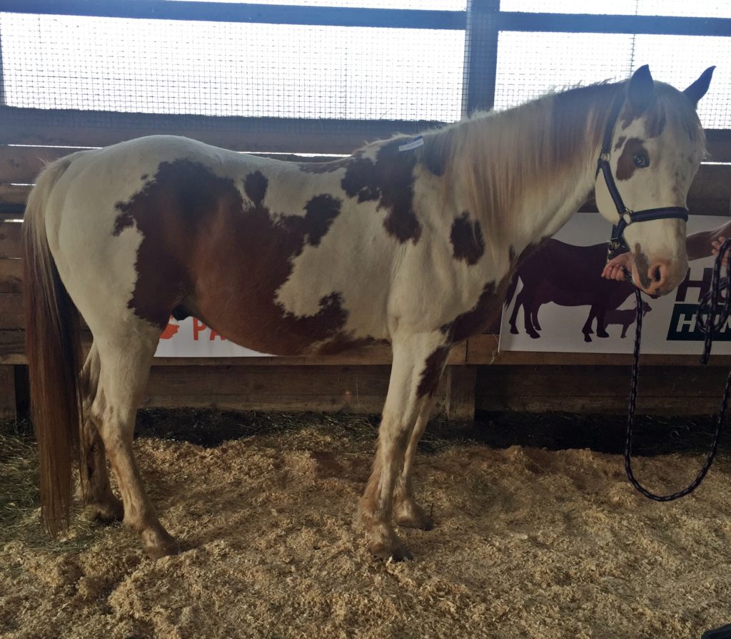 horse shelter