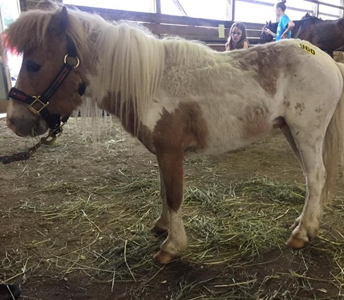 horse rescue