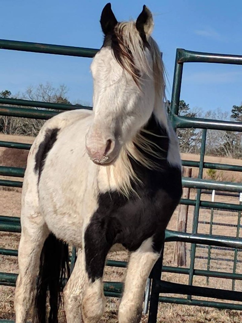 horse shelter