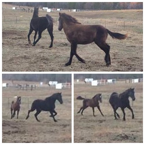 horse shelter
