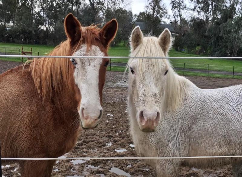 horse shelter