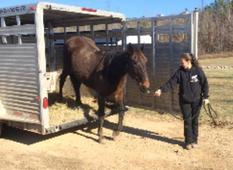 horse rescue