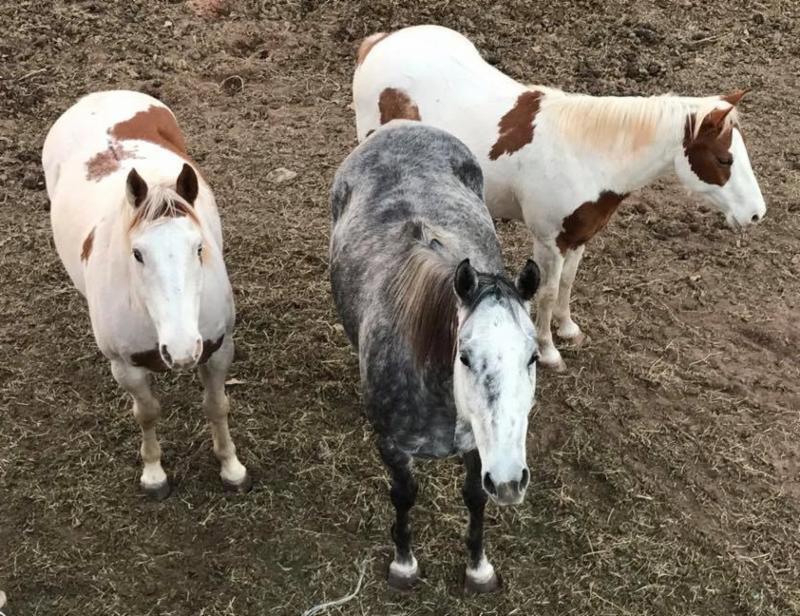 horse shelter