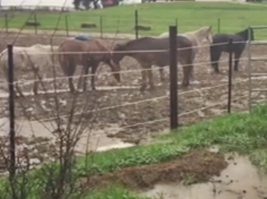 horse shelter
