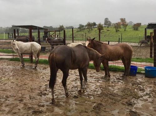 horse adoption