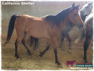 horse rescue
