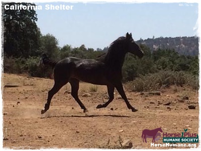 horse shelter