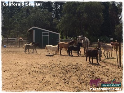 horse shelter