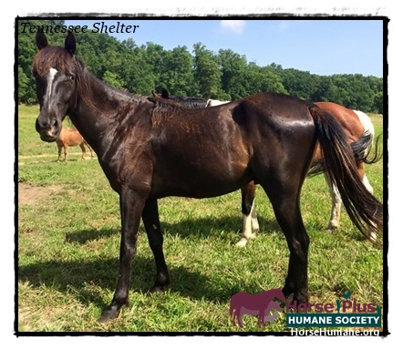 horse shelter