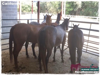 horse adoption