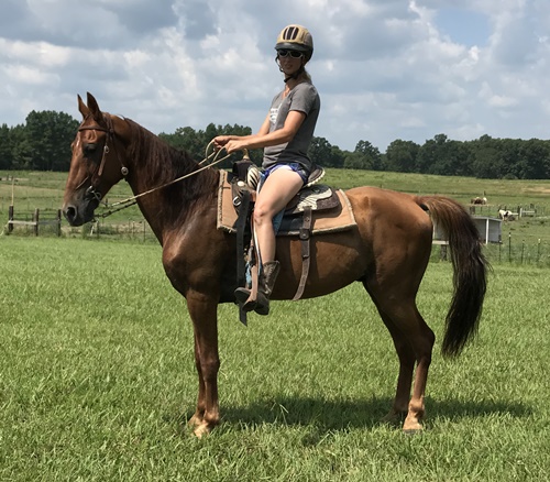 horse shelter