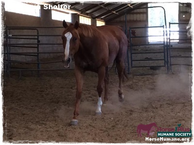 horse shelter
