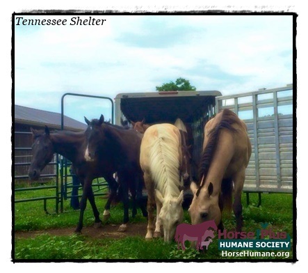 horse shelter
