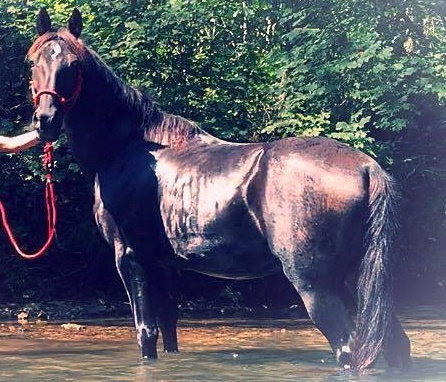 horse rescue