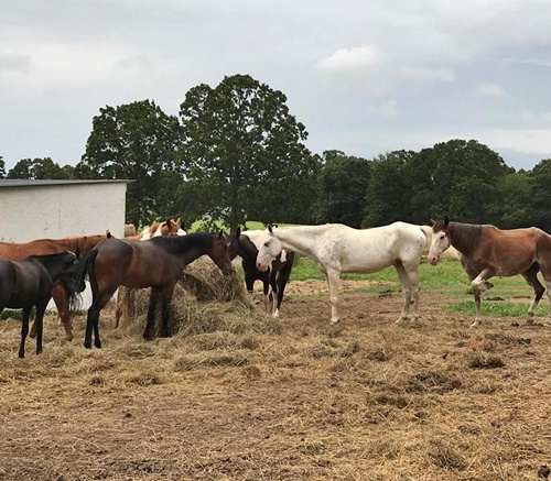 horse rescue