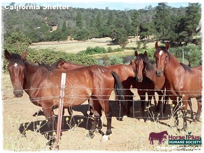 horse shelter