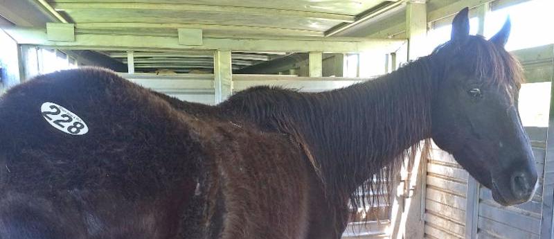 horse auction