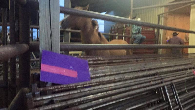 horse rescue
