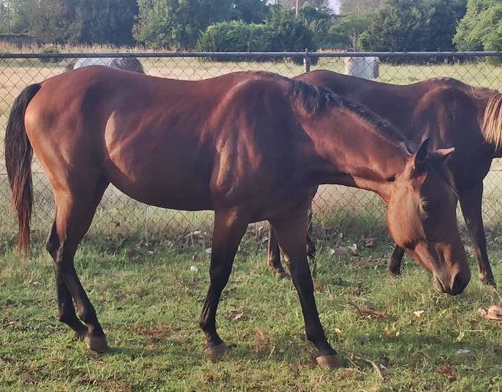 horse shelter