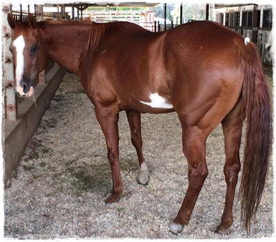 horse rescue