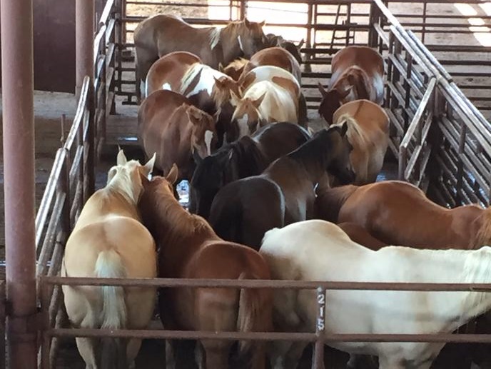 horse auction