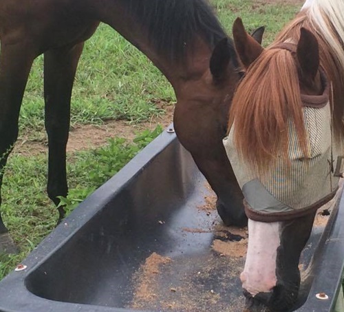 horse shelter