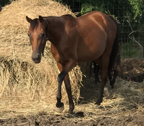 horse adoption