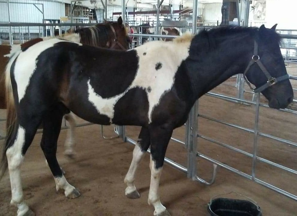horse shelter