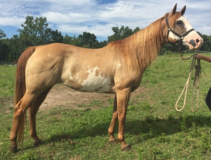 horse rescue
