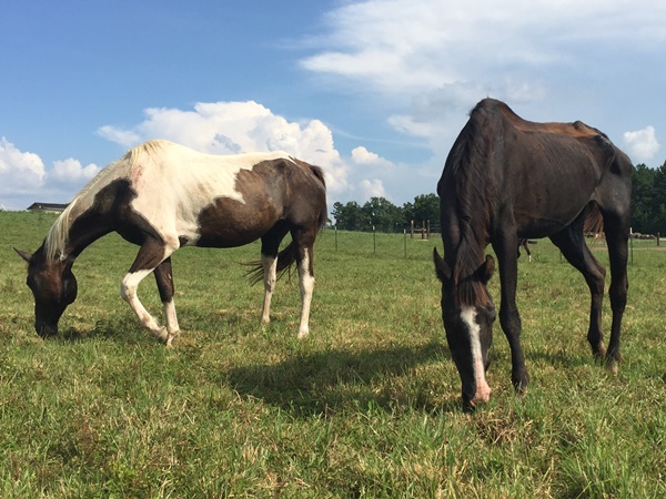 horse shelter