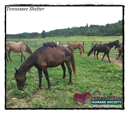horse shelter