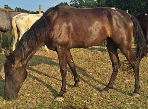 horse rescue
