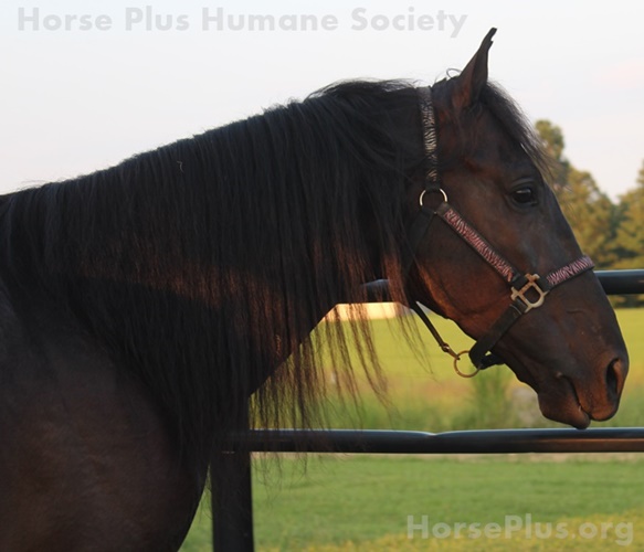 horse rescue