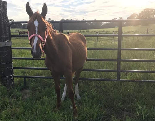 horse shelter