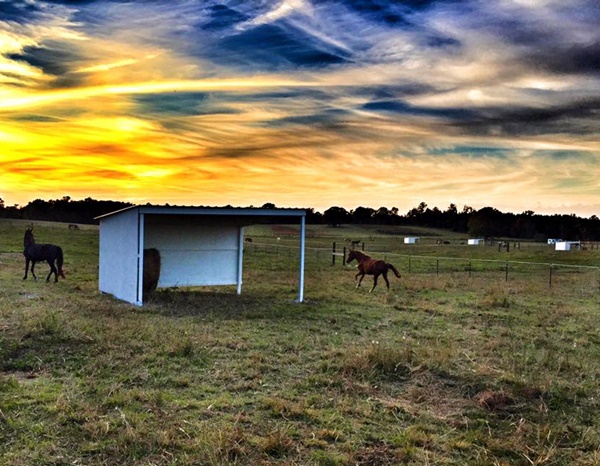 horse shelter