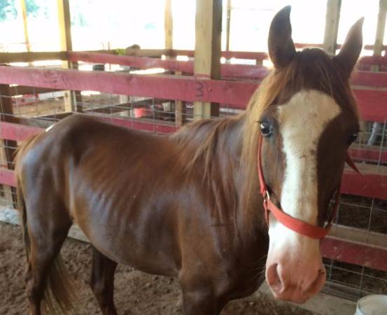 horse rescue
