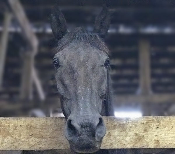 horse rescue