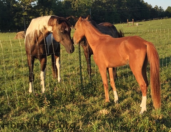 horse shelter
