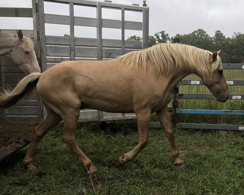 horse rescue