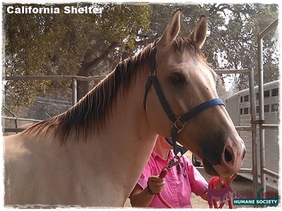 horse shelter