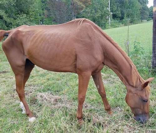 horse shelter
